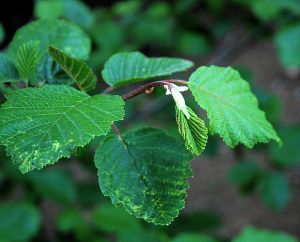Speckled Alder