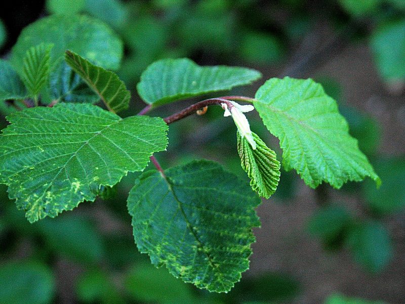 Image for Speckled Alder
