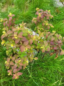 Bush Honeysuckle