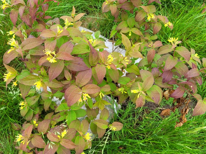 Image for Bush Honeysuckle