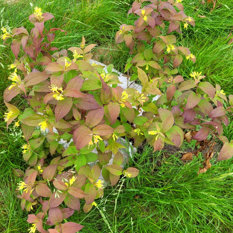 Image for Bush Honeysuckle