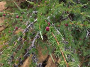 Tamarack