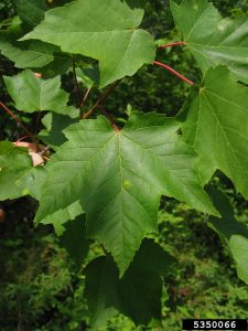 Red Maple