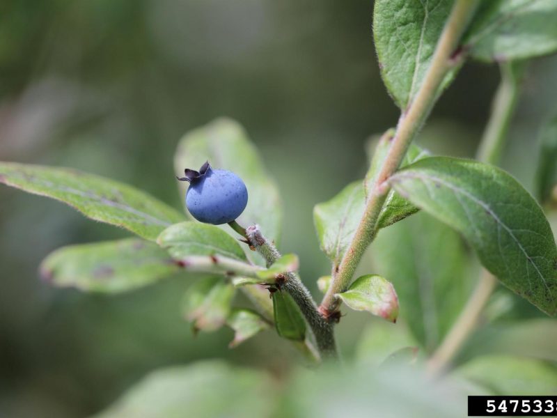 Image for Velvetleaf Blueberry