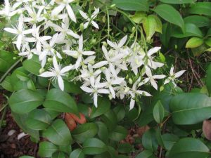 Virgin's Bower