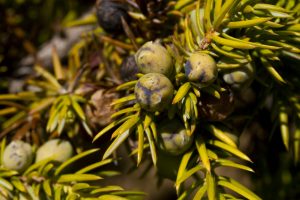Common Juniper