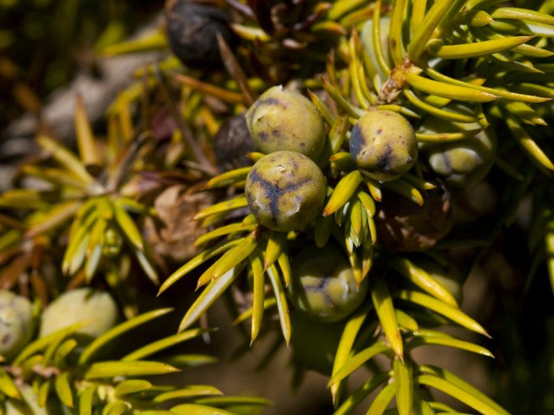 Image for Common Juniper