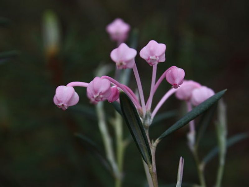 Image for Bog Rosemary