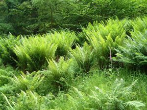 Bracken Fern