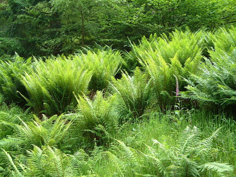 Image for Bracken Fern