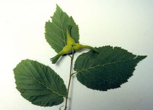Beaked Hazel