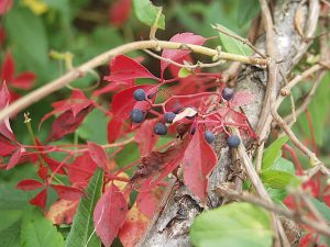 Virginia Creeper
