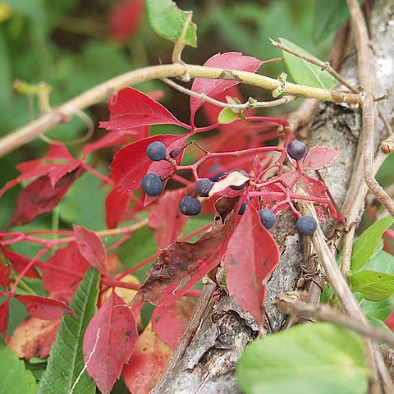 virginia-creeper-natural-edge