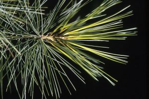White Pine