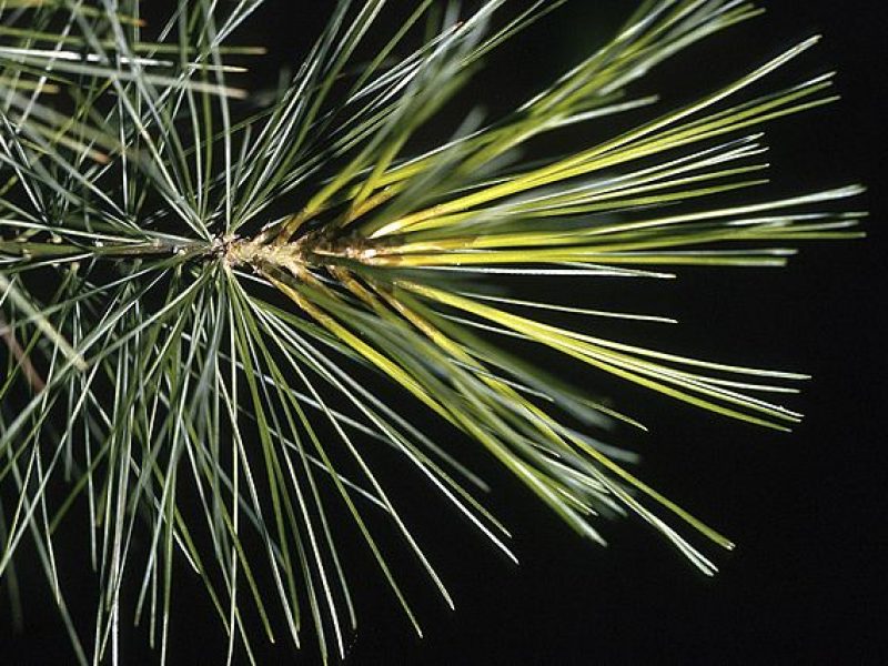 Image for White Pine