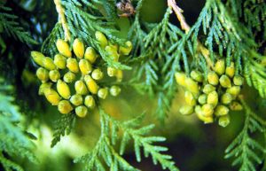 Eastern White Cedar