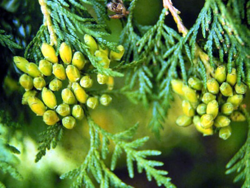 Image for Eastern White Cedar