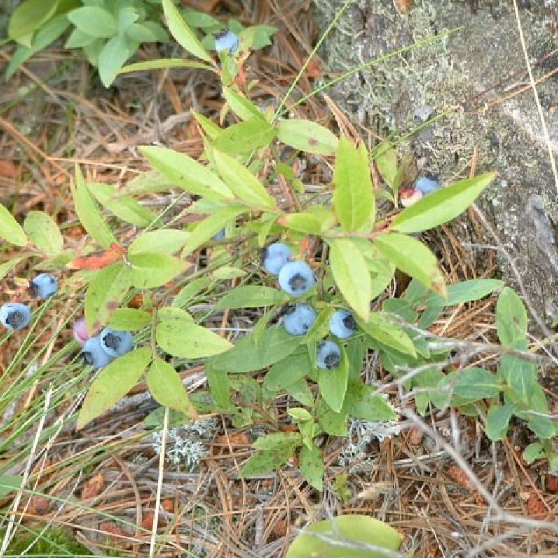 Image for Lowbush Blueberry