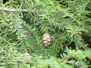 Eastern Hemlock
