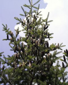 Balsam Fir