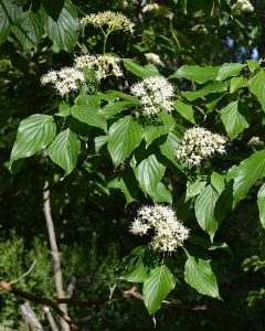 Alternate-Leaved Dogwood
