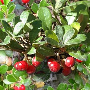 Bearberry