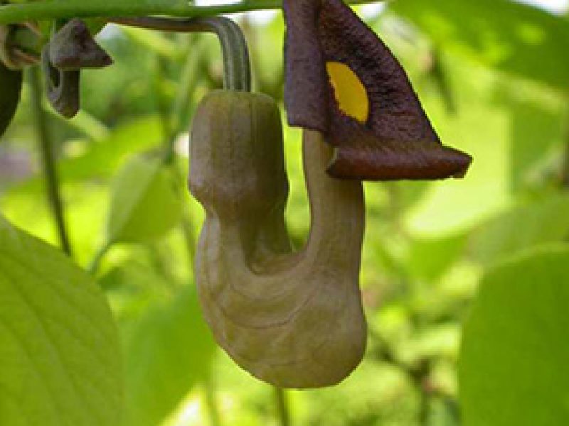Image for Dutchman’s Pipe