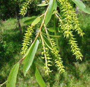 Black Willow