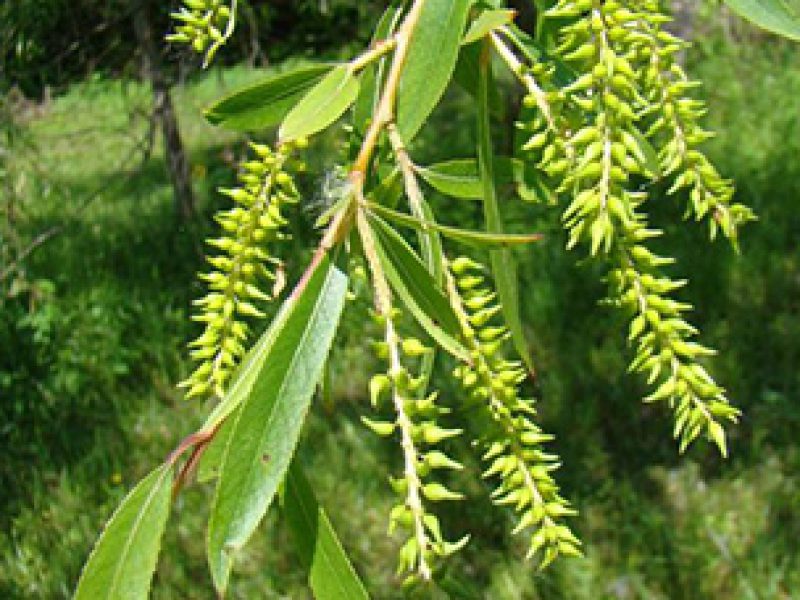 Image for Black Willow