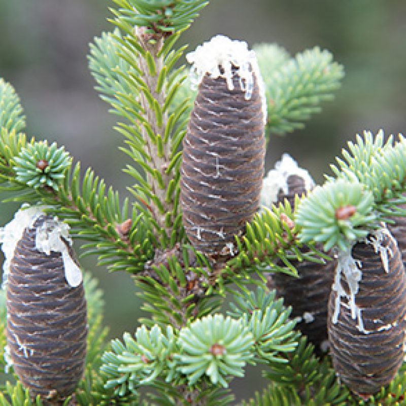 Image for Balsam Fir