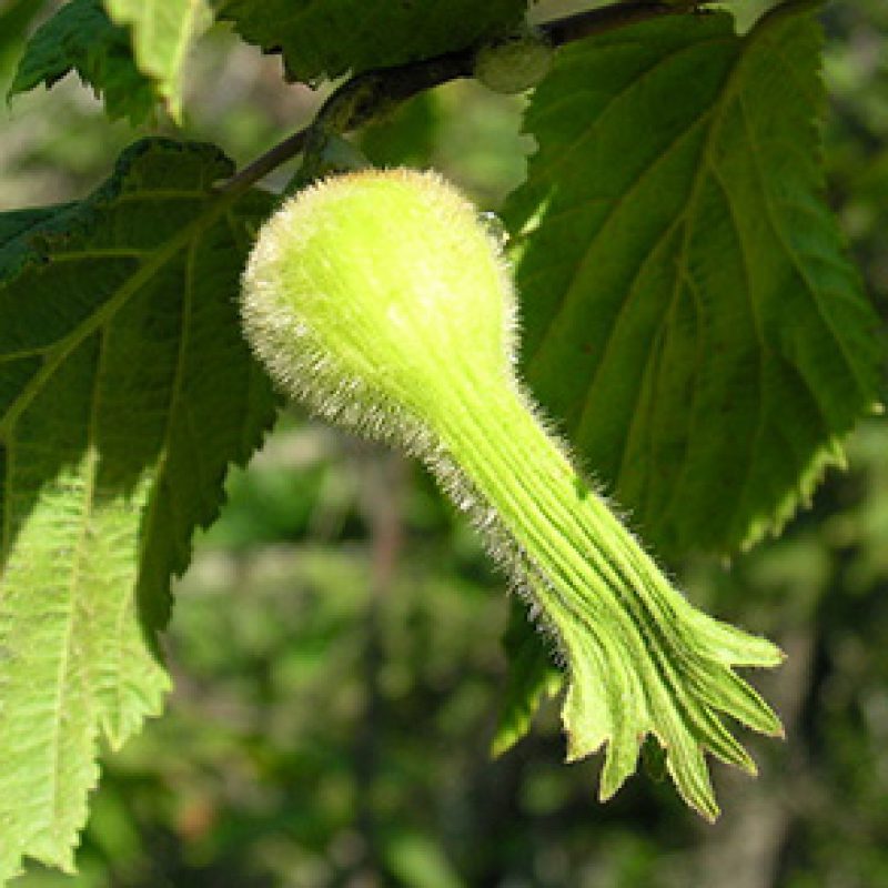 Image for Beaked Hazel