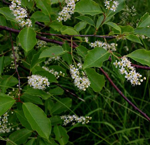 Black Cherry - Natural Edge