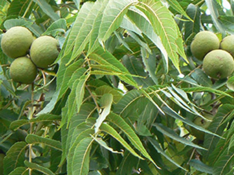 Image for Black Walnut