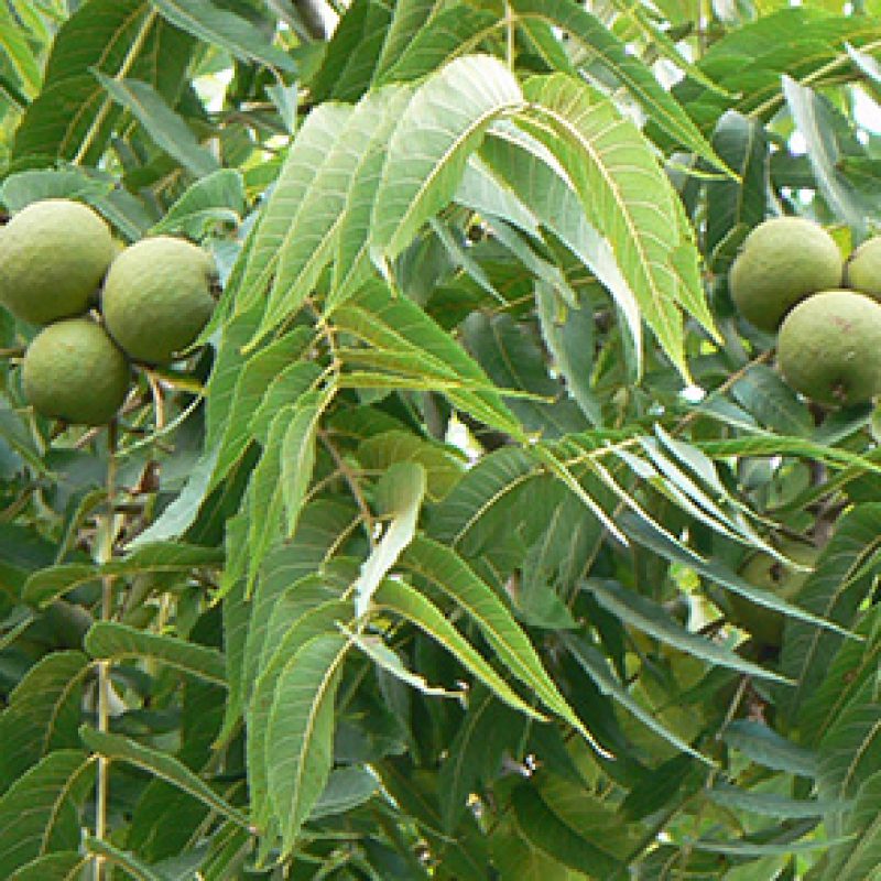 Image for Black Walnut