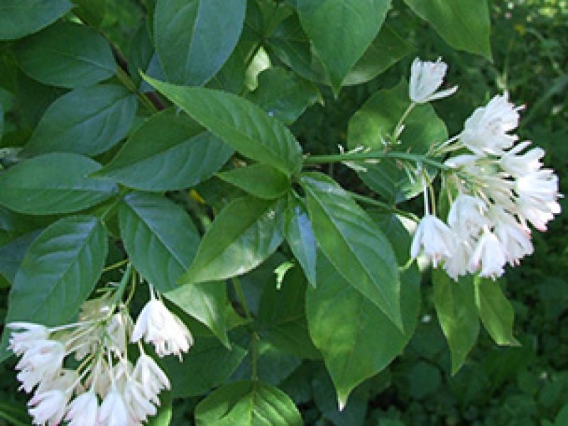 Image for Bladdernut