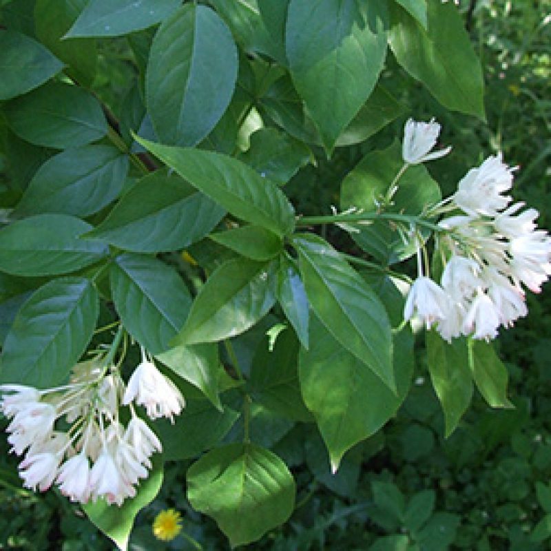 Image for Bladdernut