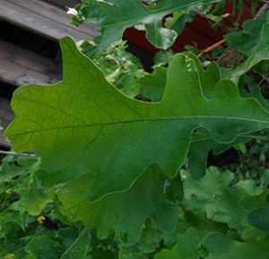 Bur Oak