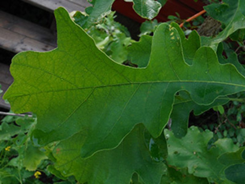 Image for Bur Oak