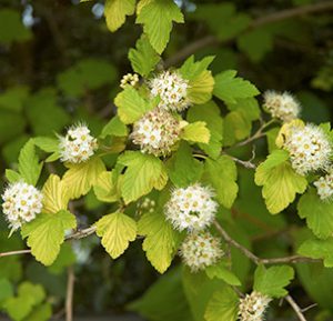 Ninebark