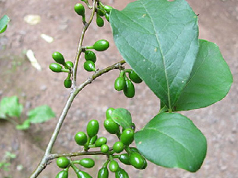 Image for Common Spicebush