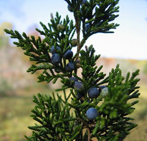 Eastern Red Cedar