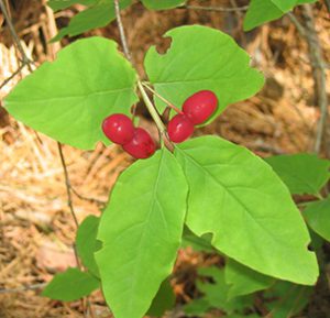 Fly Honeysuckle