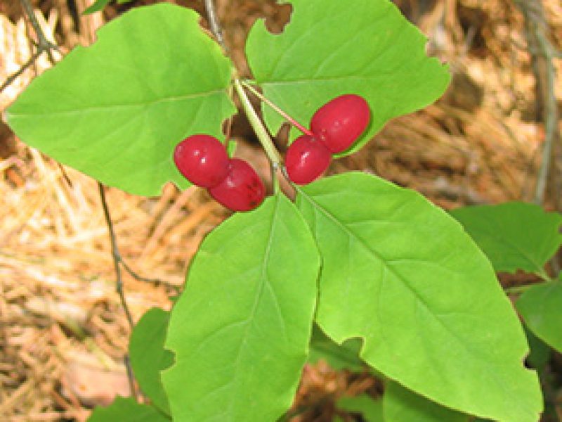 Image for Fly Honeysuckle
