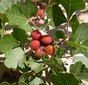 Fragrant Sumac