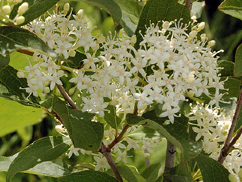 Image for Gray Dogwood