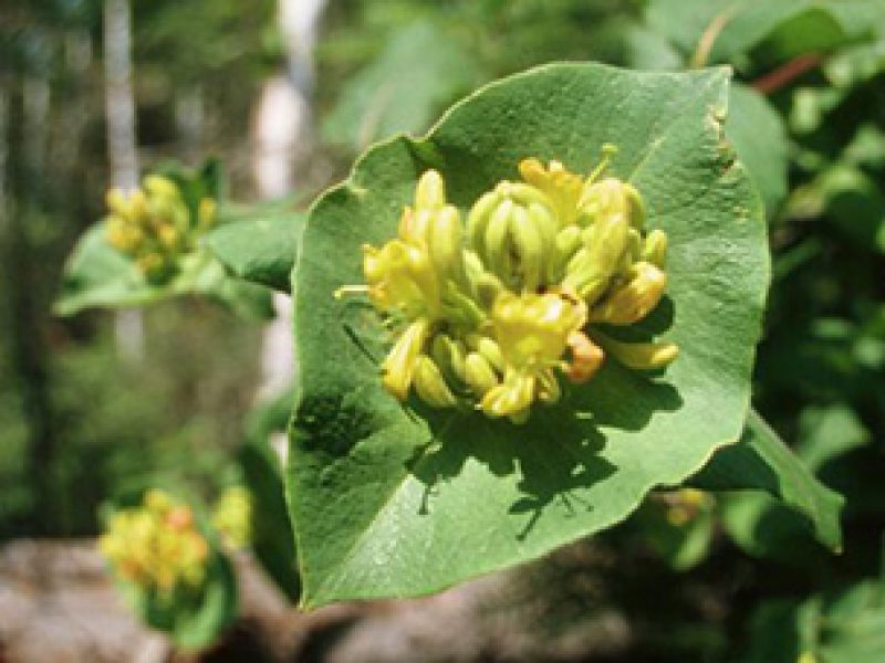 Image for Hairy Honeysuckle