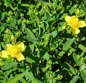 Kalm St. Johns Wort