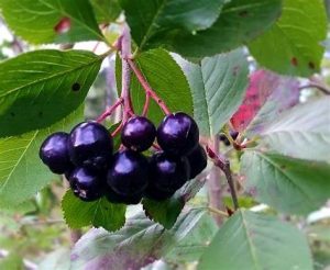 Black Chokeberry
