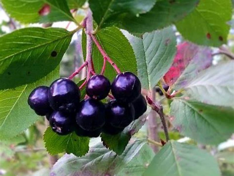 Image for Black Chokeberry