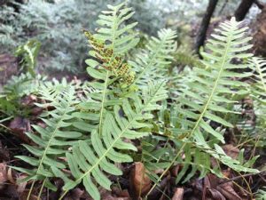 Common Polypody